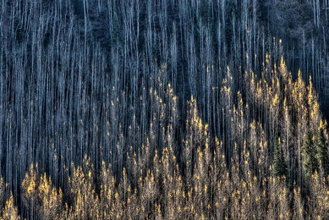 Abstract in Nature: Fall Aspen Trees in Colorado