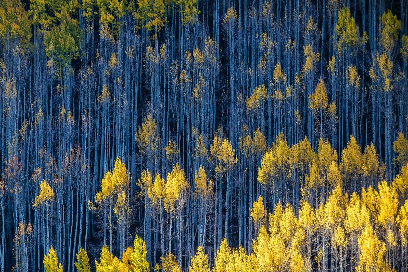 Abstractions from Aspens